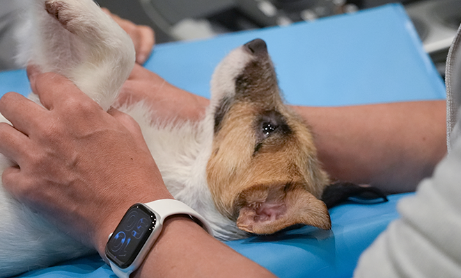 保定されながら仰向けで参加者を見つめるジャックラッセルテリア