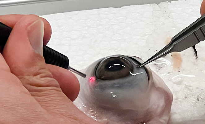 豚眼にレーザーを当てて、ピンセットで押さえている様子。SubCyclo経強膜光凝固術（MP-TLT）